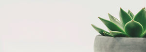 Succulent plant in a grey vase on a grey background